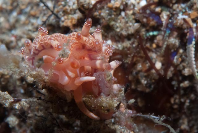 Red-ringed Bluntnose