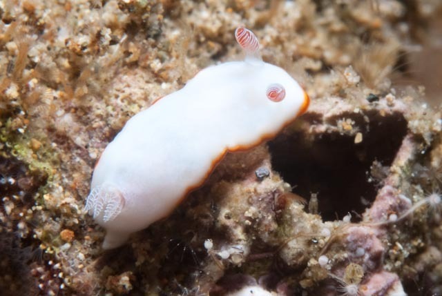 Pink-eared Rainbow Dorid