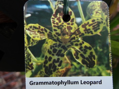 Grammatophyllum