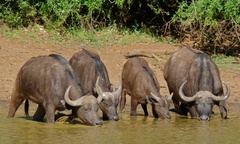 African Buffalo photo 2