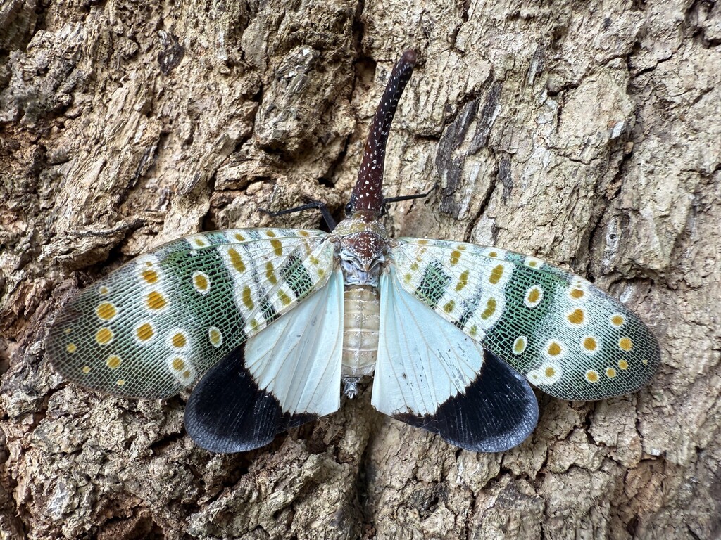 Pyrops vitalisius