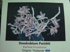 Dendrobium parishii