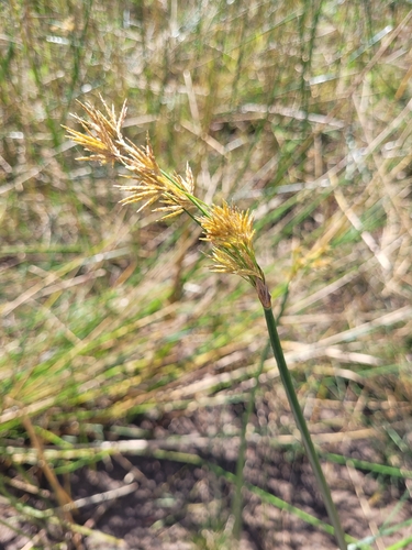 Jointed Flatsedge