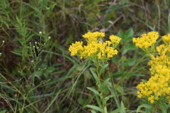 Solidago ohioensis