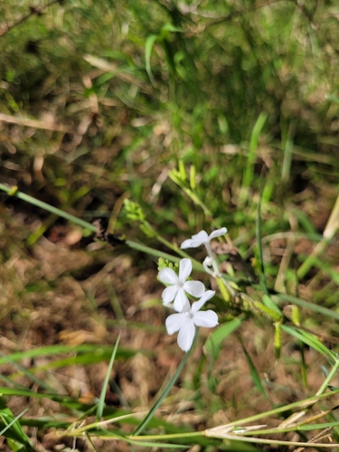 wild leadwort