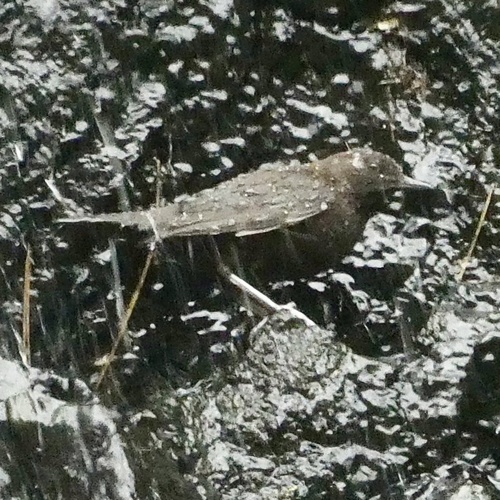 Brown Dipper (Cinclus pallasii), photo 9