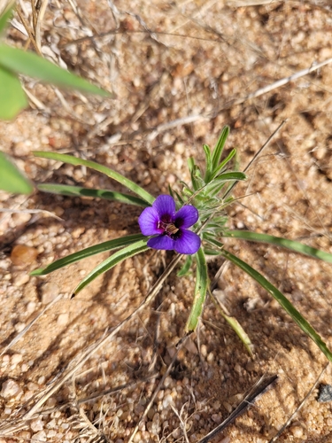 Bushveld Carpet Flower