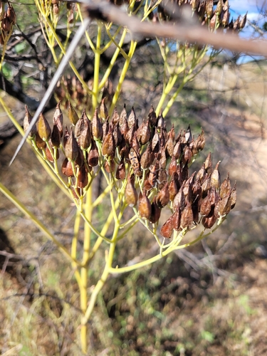 Kalanchoe paniculata