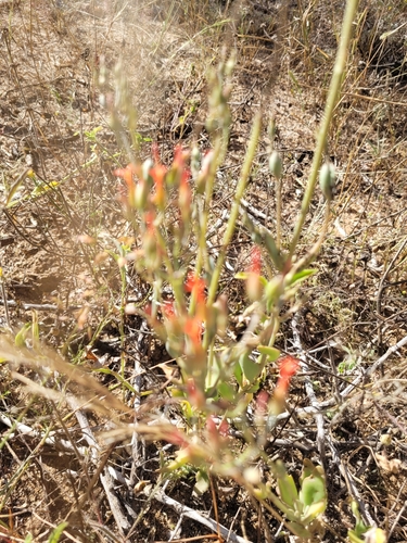 Nentakalanchoe