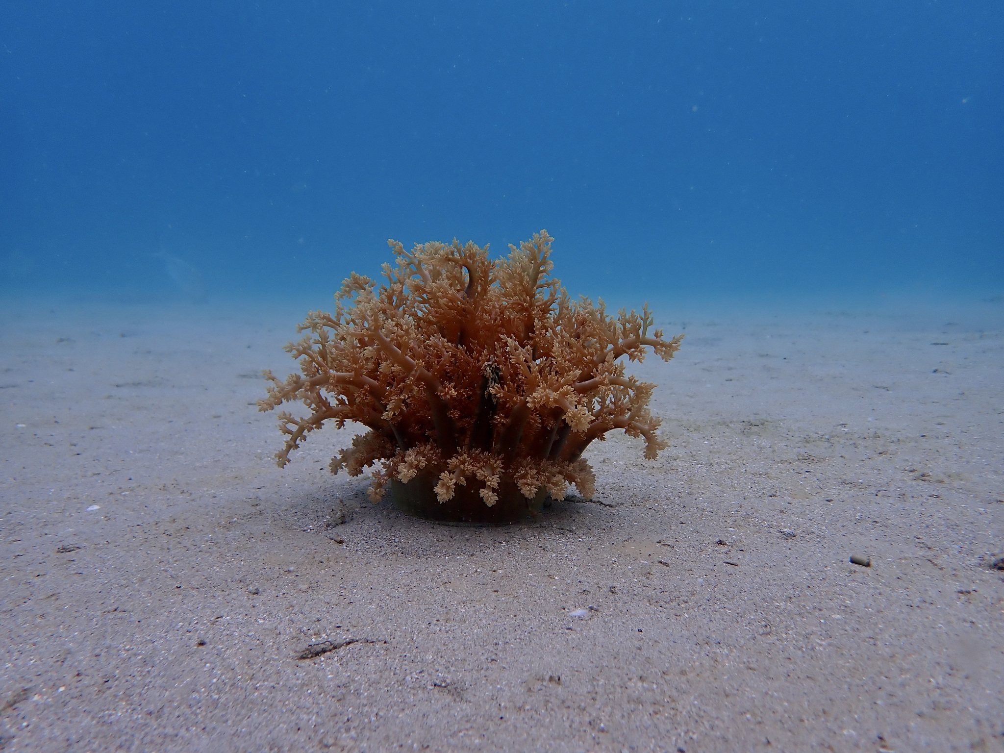 Actinodendron arboreum (Quoy & Gaimard, 1833)