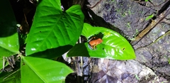 Oophaga granulifera