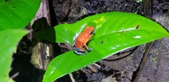 Oophaga granulifera