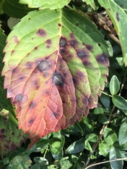 Cercospora
