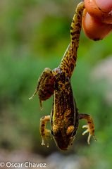 Lithobates magnaocularis