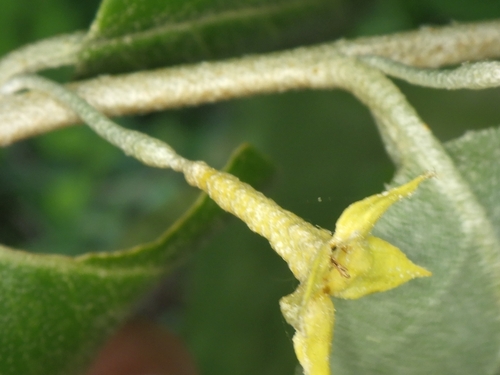 Elaeagnus multiflora iNat (2)