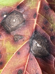 Cercospora