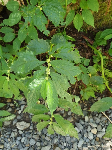 Elatostema involucratum, photograph 5
