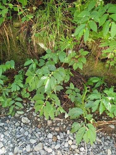 Elatostema involucratum, photograph 6