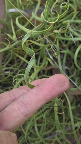 Conospermum capitatum (Conospermum capitatum)