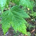Acer glabrum - Photo (c) Caleb Catto,  זכויות יוצרים חלקיות (CC BY), uploaded by Caleb Catto