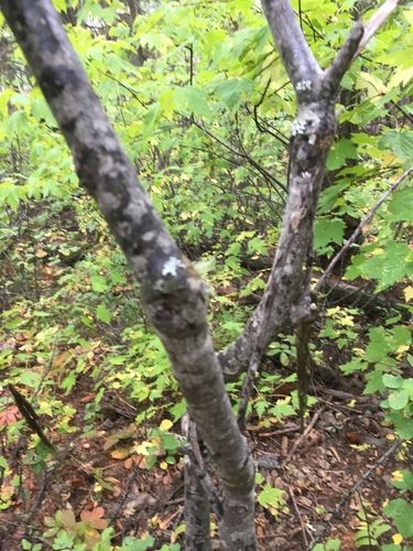 Rocky Mountain maple