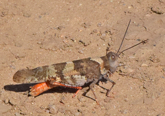 Trimerotropis melanoptera