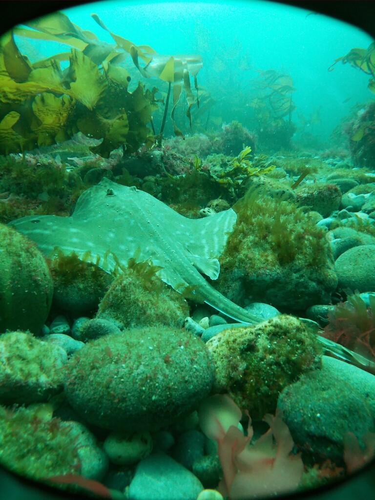 Photo of Small-eyed ray (Raja microocellata)
