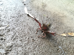 Procambarus clarkii