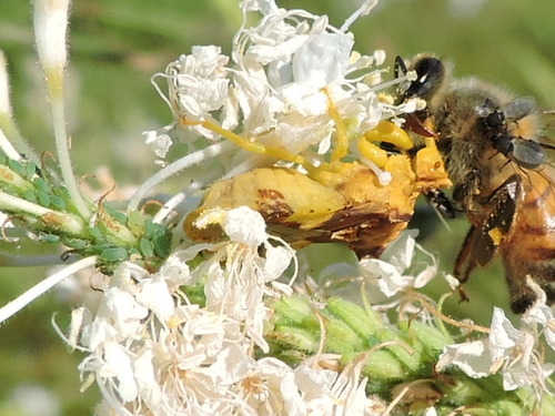 Jagged ambush bug