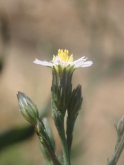 Symphyotrichum expansum