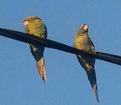 Psittacara leucophthalmus