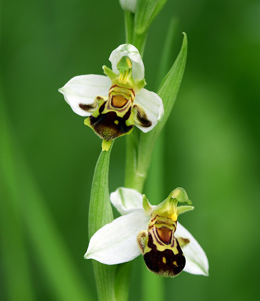 Orquídea abeja