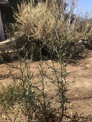 Symphyotrichum expansum