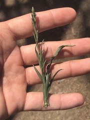 Symphyotrichum expansum