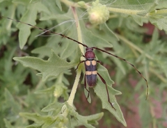 Aethecerinus latecinctus