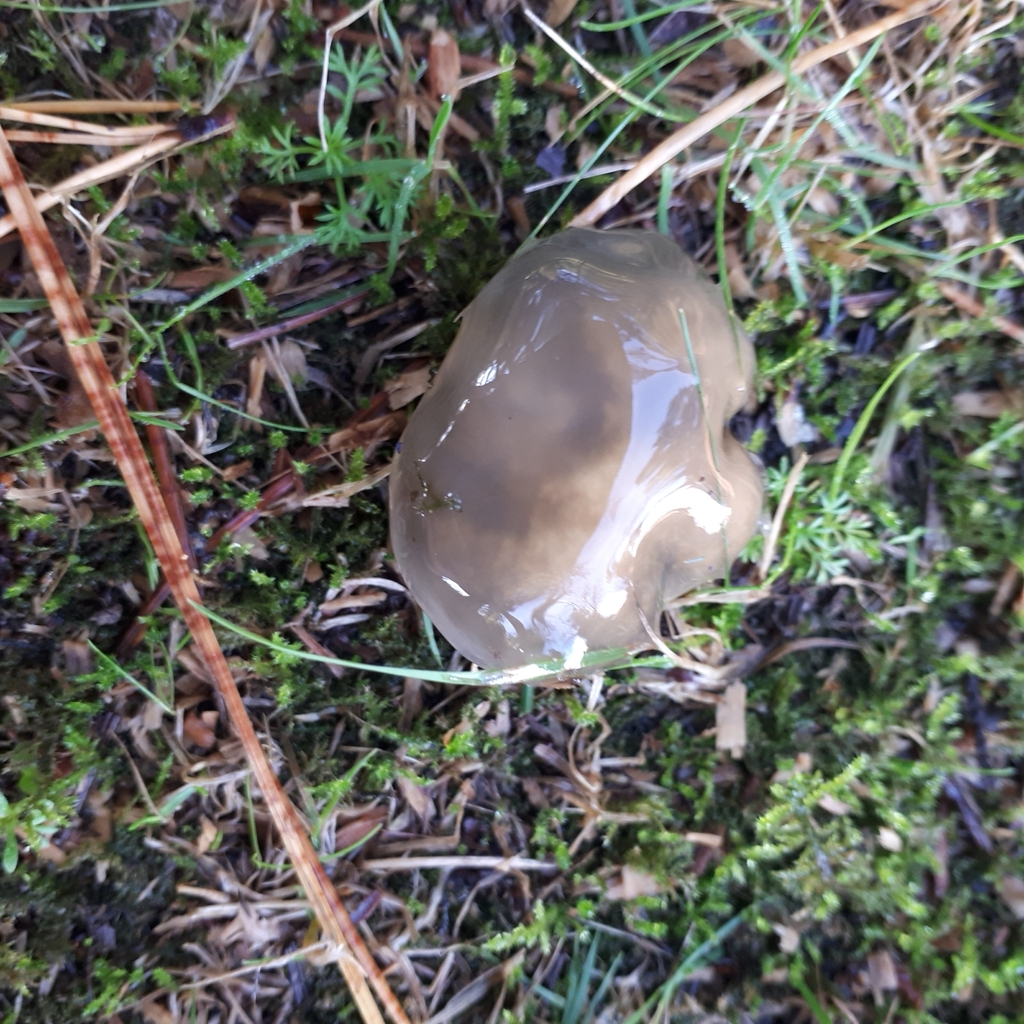 Suillus pungens · May 2025 · photo: © dannali (iNaturalist, cc0)