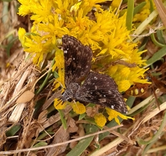 Hesperopsis alpheus