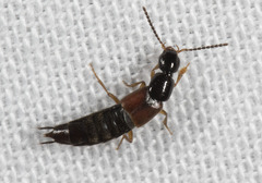 Philonthus rufulus