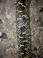 Lampropeltis splendida