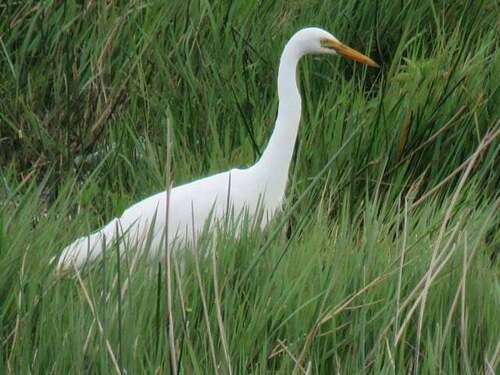 Yellow-billed Egret (Ardea brachyrhyncha), photo 10