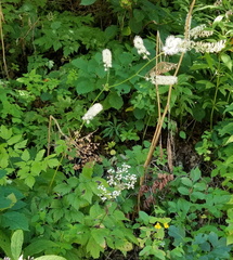 Actaea podocarpa
