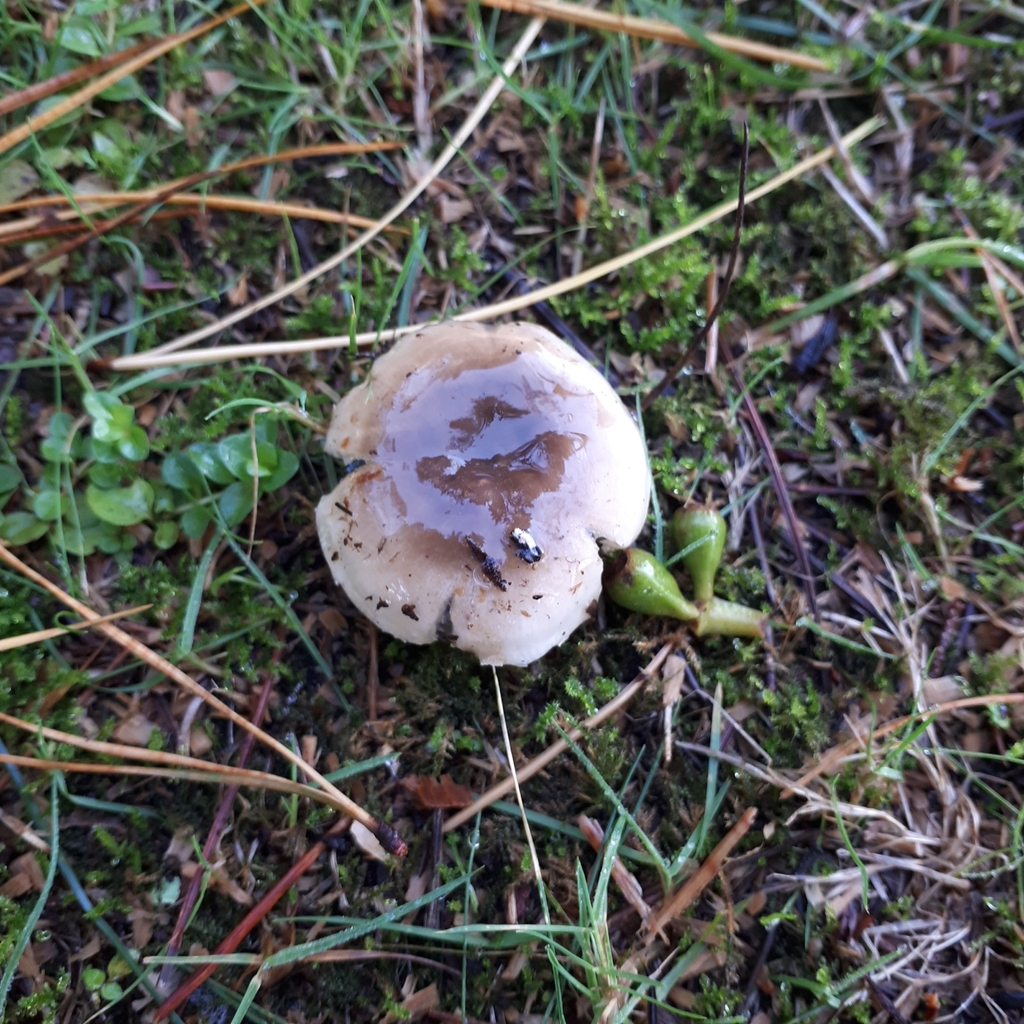 Russula amoenolens · May 2025 · photo: © dannali (iNaturalist, cc0)