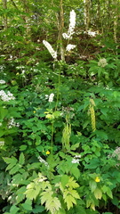 Actaea podocarpa