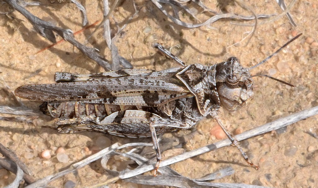 Finned Grasshopper