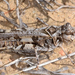 Finned Grasshopper - Photo (c) Steven Mlodinow, some rights reserved (CC BY-NC), uploaded by Steven Mlodinow