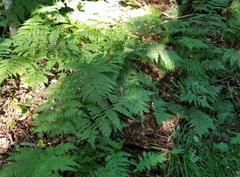 Dryopteris campyloptera