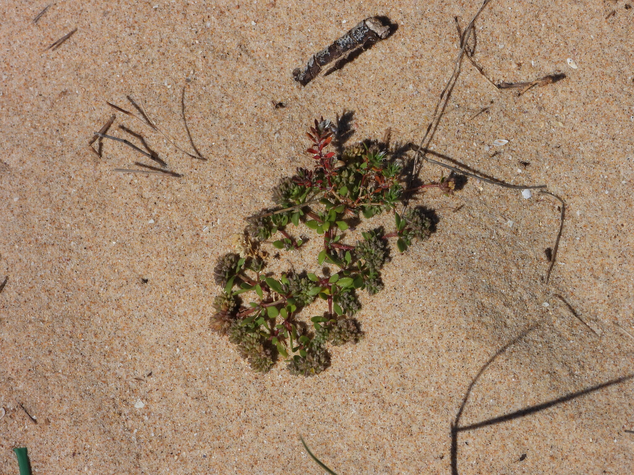 Fourleaf Manyseed (Polycarpon alsinifolium)