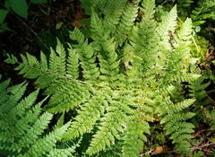 Dryopteris campyloptera