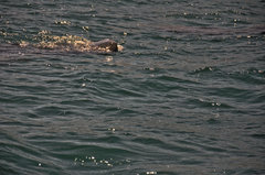 Rhincodon typus
