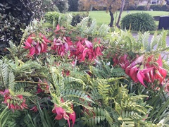 Clianthus puniceus